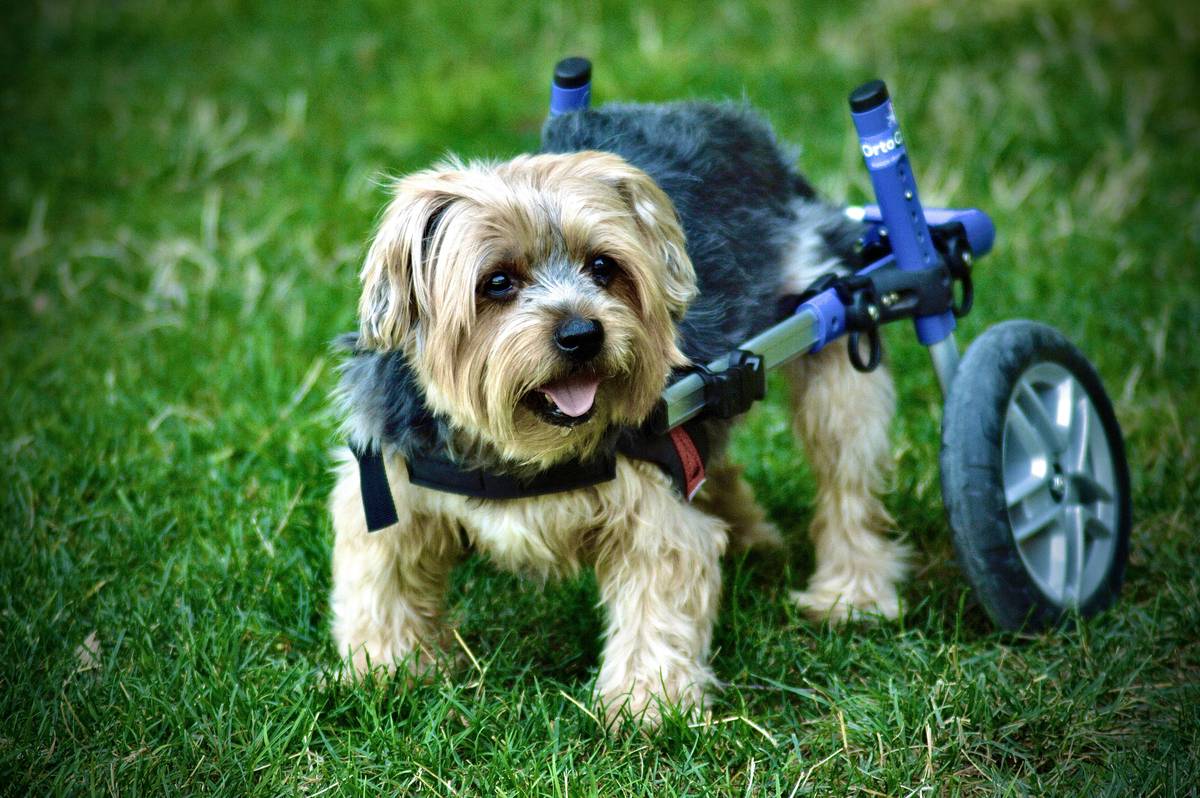 Turmeric Supplements for Joint Health: How to Boost Your Pet's Mobility and Vitality
