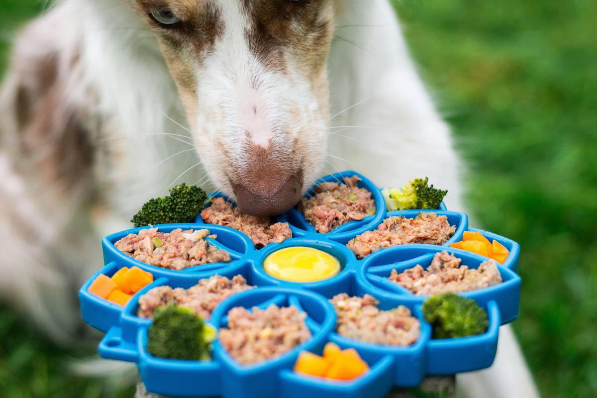 Why Every Pet Owner Should Consider an Inflammation Turmeric Supplement for Their Furry Friend